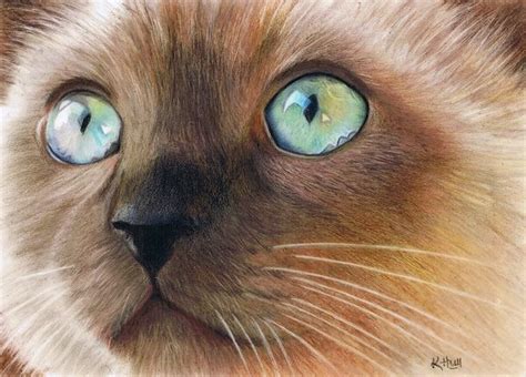 Turquoise Eyes By Karen Hull Cat Art Cats Beautiful Cats