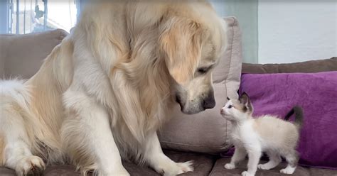 Fluffy Golden Retriever And Adorable Kitten Play Together For The First