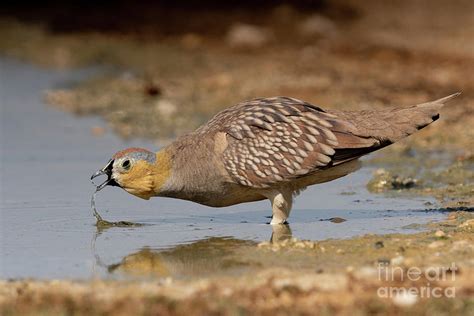 Crowned Sandgrouse Photograph By Photostock Israelscience Photo
