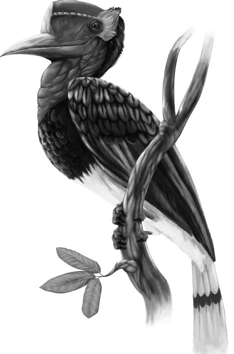 Nah, kalau sudah tahu 15 fakta menakjubkan tentang burung hantu ini, jadi tidak misterius lagi, kan. Gambar Burung Enggang Hitam Putih - Gambar Burung