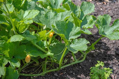 How To Grow Ornamental Gourds