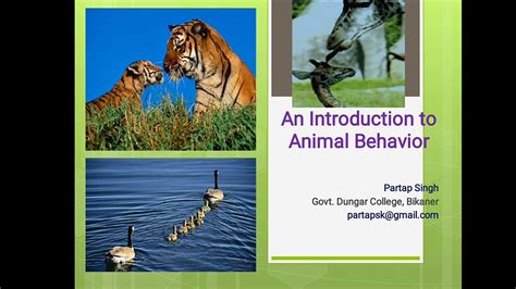 Introduction To Animal Behaviour Youtube