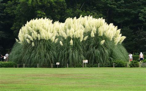 Pampas Ornamental Grass For Sale North Fort Myers