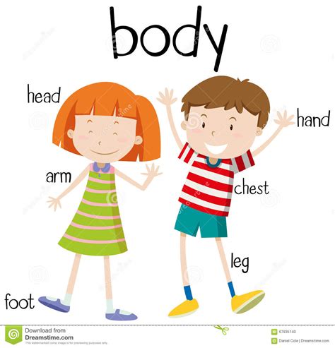 Leg, head, face, human body parts pictures with names: Human body parts diagram stock vector. Illustration of little - 67935140