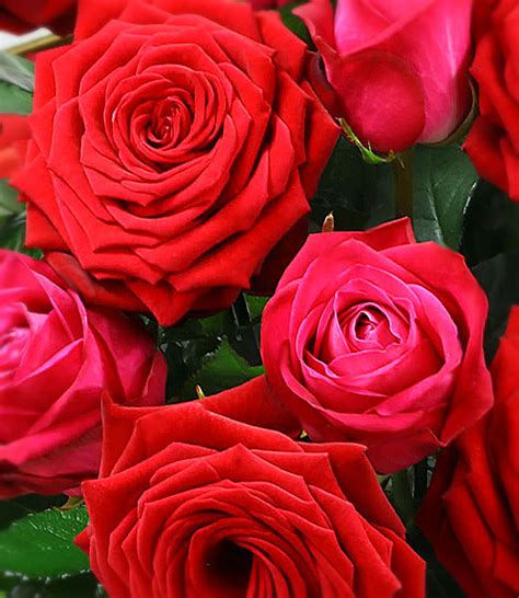 Luxury Rose Order Online Lilubee Romantic Roses