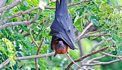 Can hanging upside down be deadly? Will bat-borne Nipah virus be the next global pandemic? | Lukor.net