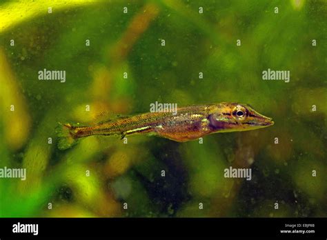 Young Northern Pike Esox Lucius Hi Res Stock Photography And Images Alamy