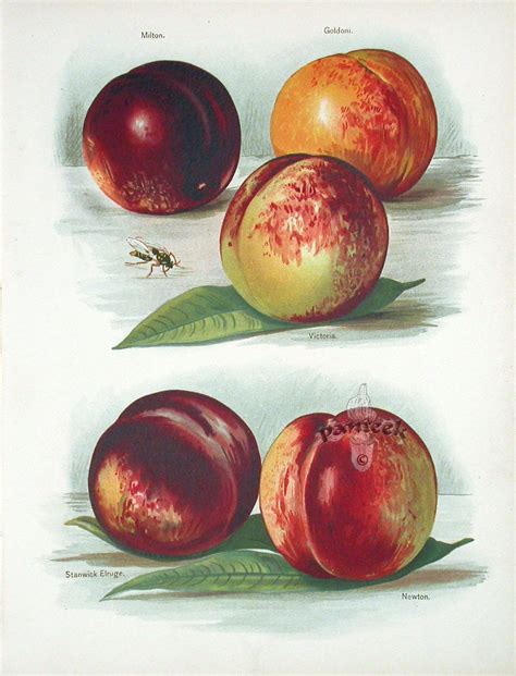 Antique Fruit Prints From The Fruit Growers Guide 1891