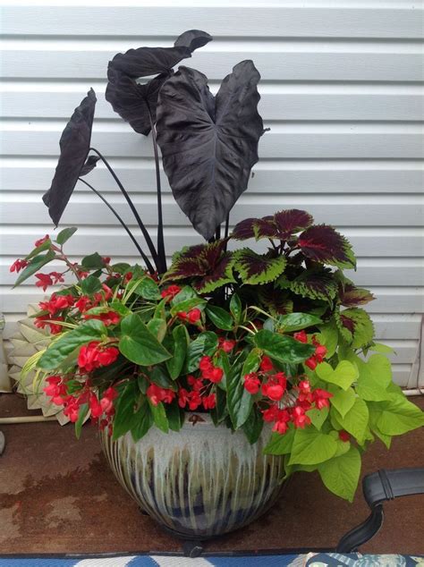 Soak entire pot contents begonias are mostly tender perennials in zone 7 with only a few exceptions. Great Container for Shade! Elephant Ear, Sweet Potato Vine ...