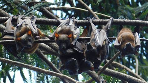 Flying Foxes Moreton Bay Regional Council