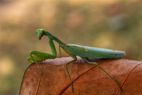 How To Take Care Of A Pet Praying Mantis Care Sheet And Guide 2021