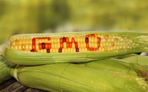 Maize Hybrid And Genetic Modification Farmkenya Initiative