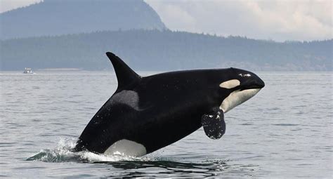 The Last Generation Southern Resident Orcas In Danger Of Extinction