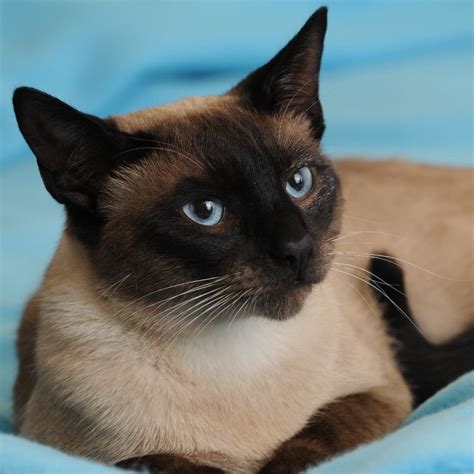 Traditional Siamese In Colorado Siamese Cats Blue Point Cute Cats