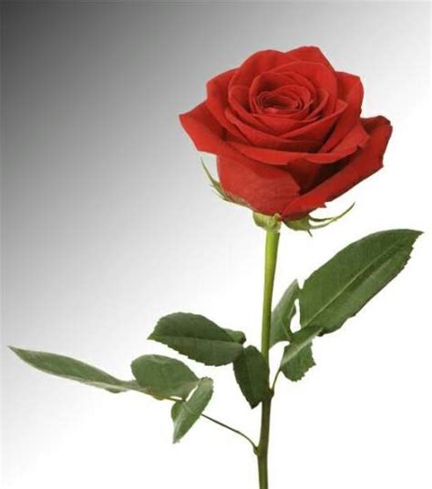 Paling Populer 27 Bunga Mawar Merah Paling Indah Gambar Bunga Indah