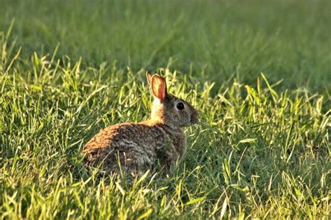 Rabbit Eating Blade Of Grass Free Stock Photo Public Domain Pictures