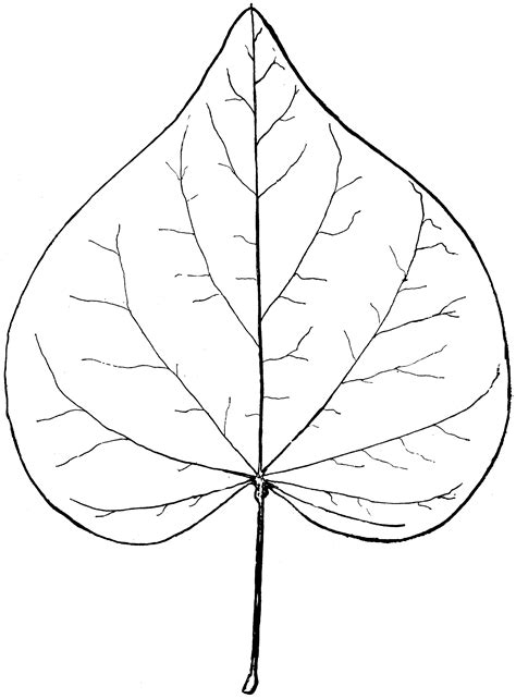 Black and white flower clipart leaf plant botany transparent. Genus Cercis, L. (Red Bud) | ClipArt ETC