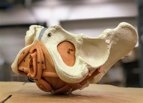 The pelvis and genitals | Anatomical Models | Anatomy | Female pelvis