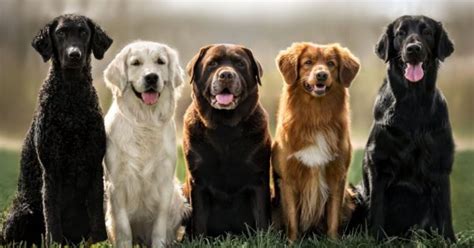Here Are The 10 Most Popular Dog Names For 2022 Petguide