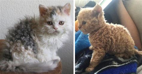Persian cats are known for being quiet and sweet, they love playing with children and reserve their affection for members of the family and only a few guests they feel can be trusted. Poodle Cats Are Like No Other Cats You've Ever Seen, You ...