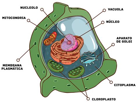 Estructura De La Celula Eucariota Y Sus Partes 2020 idea e inspiración
