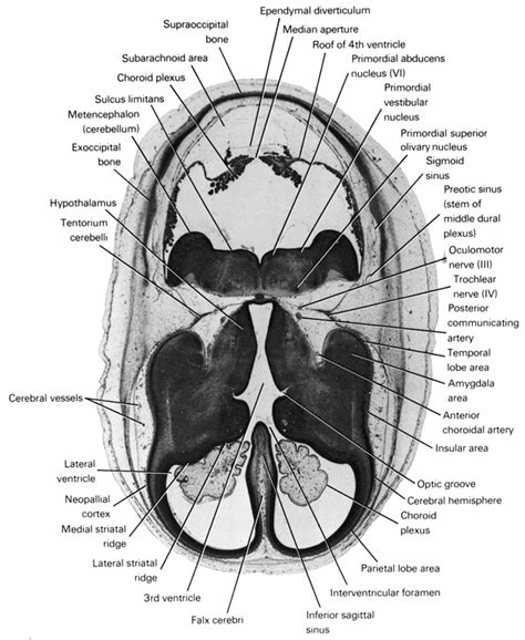 Atlas Of Human Embryos Figure 8 4 4