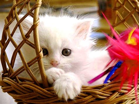 Cute Baby Cats Wallpapers Wallpaper Cave