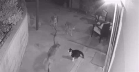 Courageous Cat Fights Off 3 Coyotes Who Invaded His Backyard Catfight