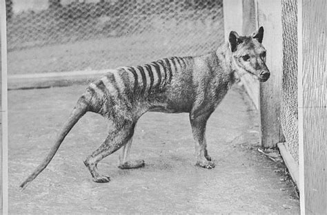 Sightings Of Tasmanian Tigers They Might Not Be Extinct After All By
