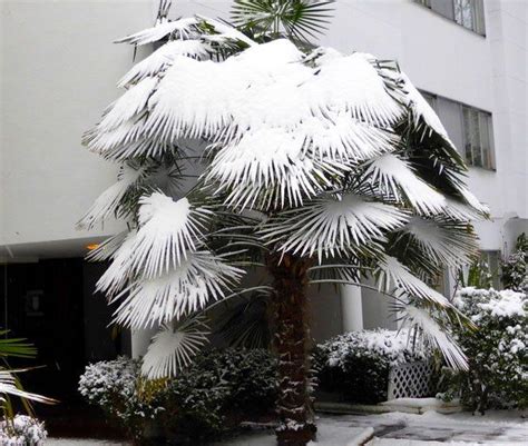 Top 20 Palm Trees That Can Survive Freezing Weather Cold Hardy Palm