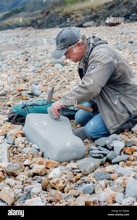 Man Hunting For Fossils On The Jurassic Coast Near Lyme Regis In Dorset
