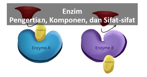 Pengertian Enzim Komponen Macam Macam Dan Sifat Sifatnya Bsb