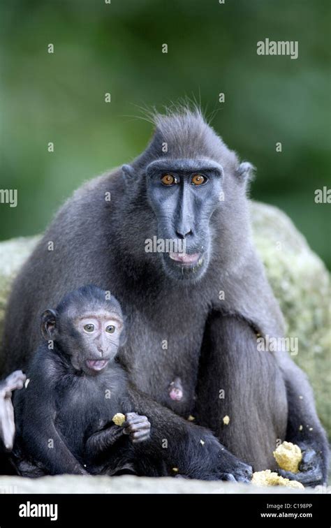 Celebes Crested Macaque Or Crested Black Macaque Macaca Nigra Adult Female Feeding With An