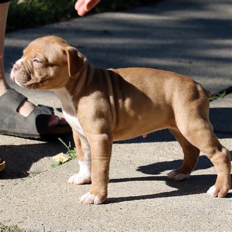 Olde English Bulldogge Puppies for Sale from Evolution Bulldogges