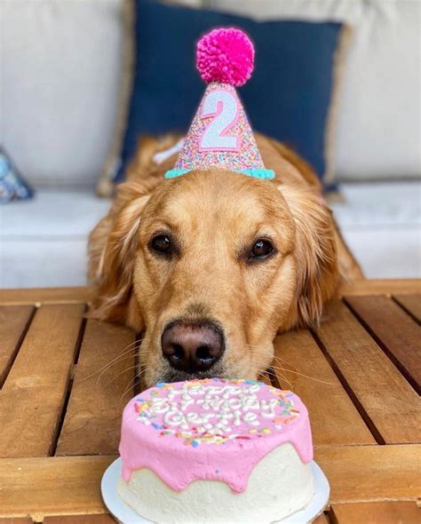 Dog Birthday Hat Pet Party Hat Puppy Birthday First Birthday Puppy