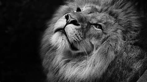 These wallpapers will save you lots of battery power. Lion Monochrome 4K Wallpapers | HD Wallpapers | ID #26062