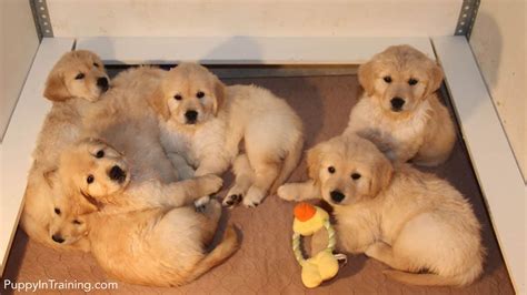 Our Litter Of Golden Retriever Pups Week 7 Puppy In Training