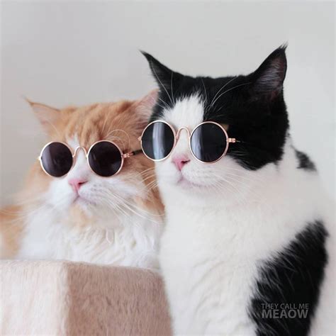 แมวดุ๊กดิ๊ก เด็กใต้ is on facebook. 13 เพจแมวน่ารักขวัญใจชาวเฟซบุ๊ก นี่แหละแมวเซเลบของไทย ที่ ...