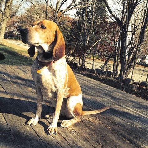 American English Coonhound Dog Breed Information Pictures