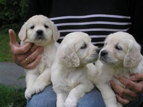 These golden retriever puppies love to attack with love and kisses. Golden Retriever Puppies For Sale | Downtown, CT #253361