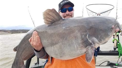 State Record For Blue Catfish Is Broken Again Wv Metronews