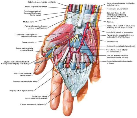 Right Hand Anatom A Terapia