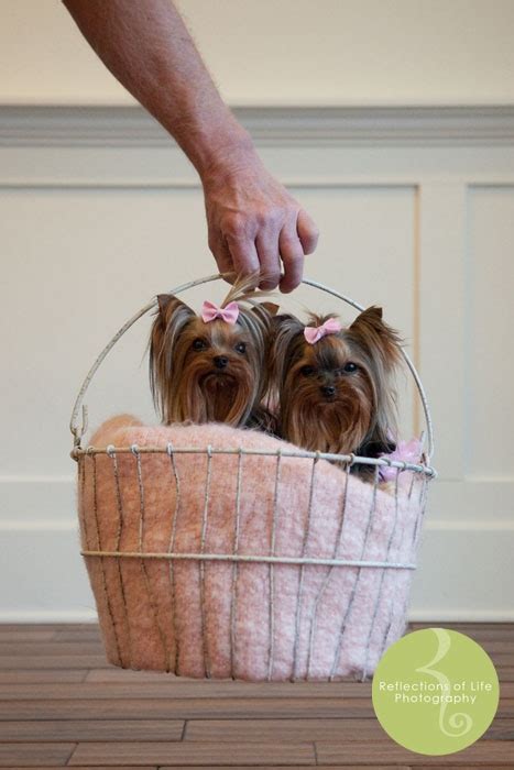 Tinkerbelle And Pixie Beautiful Yorkies Petpic Yorkshire Terrier