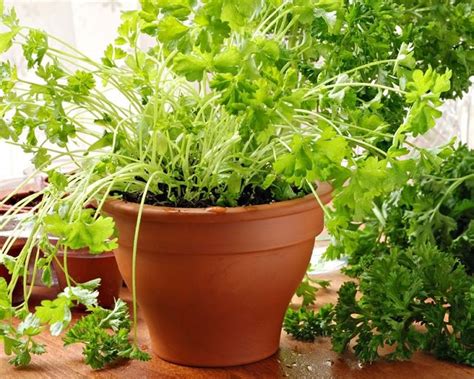 12 Best Herbs To Grow Indoors Indoor Herbs Balcony Garden Web