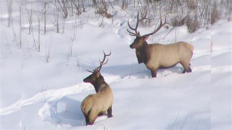 Application Period Open For 2021 Minnesota Elk Hunt Rocky Mountain