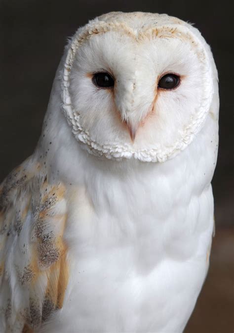 Barn Owl Screech Owl Wildlife Park