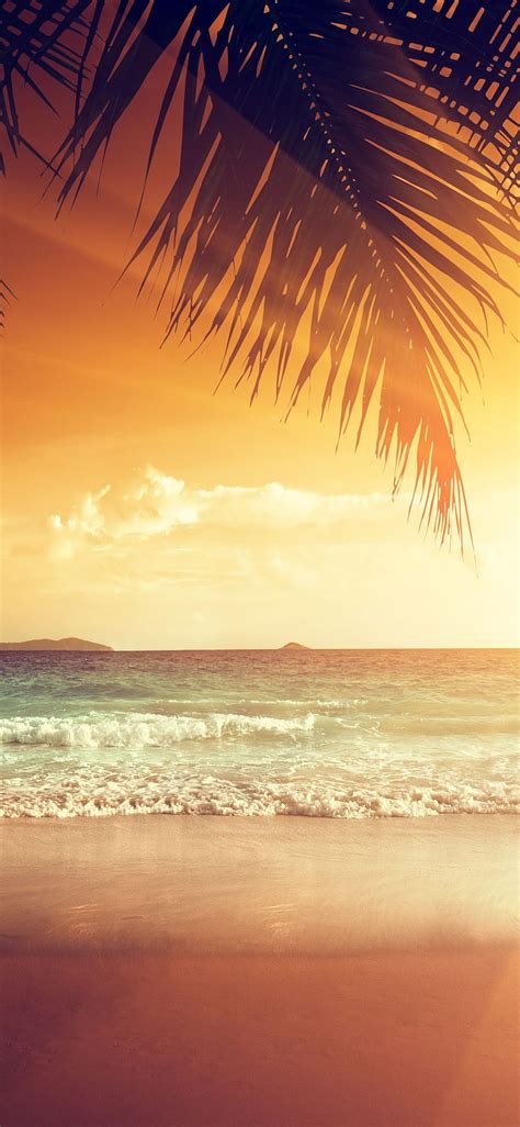 Beautiful Sunset Palm Tree Leaves Beach Sea Tropical Summer