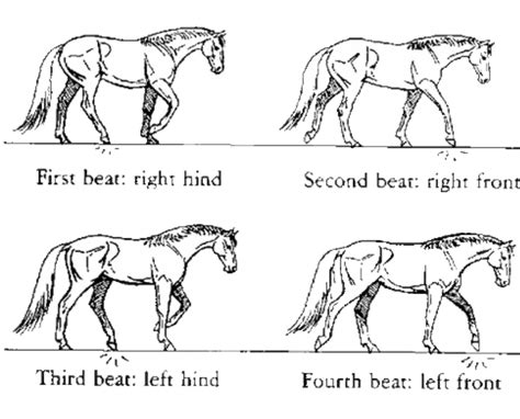 Diagram Gallop Horse Gaits Diagram Mydiagramonline