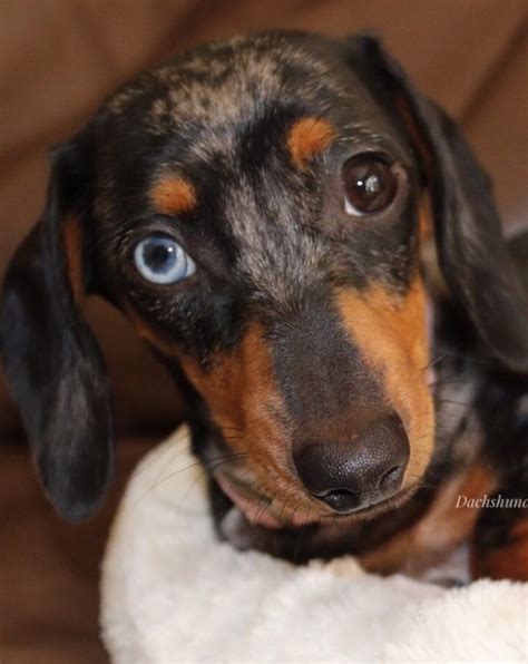 Top 5 Cutest Dogs Guess The Ranking Of Dachshunds Dachshund Bonus