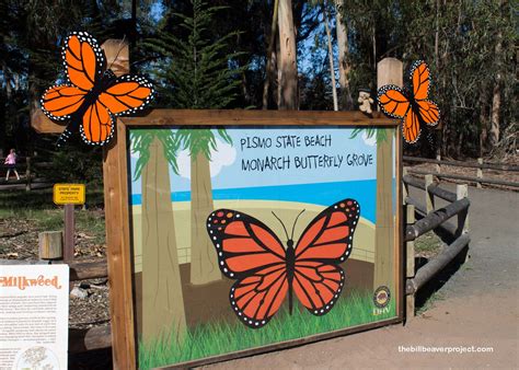 The Pismo Beach Monarch Butterfly Grove The Bill Beaver Project